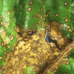 Diseases and pests of parsley: photos, methods of control and prevention