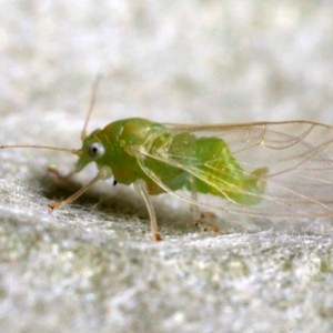 Diseases and pests of parsley: photos, methods of control and prevention