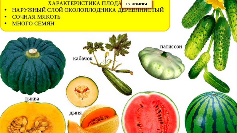 Watermelon and melon are berries or not, and why