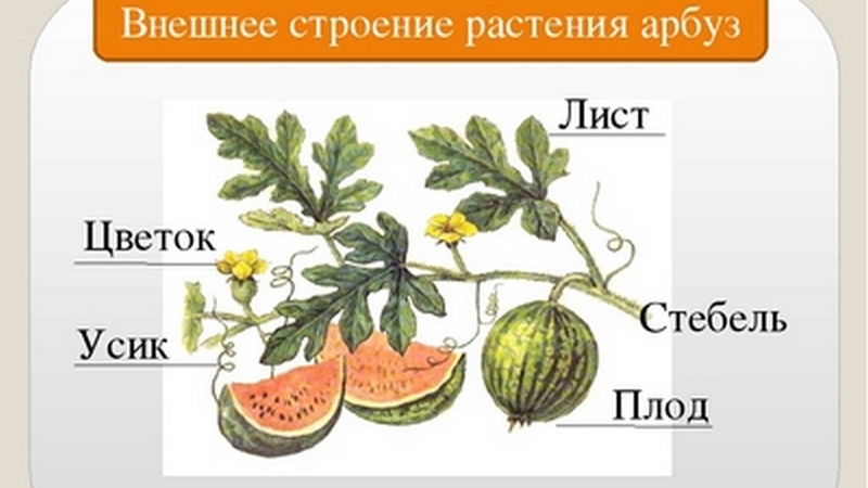 Watermelon and melon are berries or not, and why