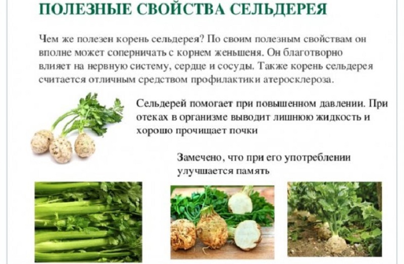 Celery root: how to eat for weight loss and treatment