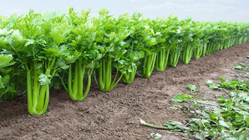 Growing and caring for celery outdoors