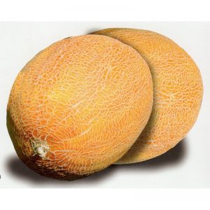 Description and characteristics of melon crossed with pineapple: what does the mini fruit taste like
