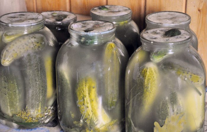 Why does a white bloom appear on pickled cucumbers and is it possible to eat them