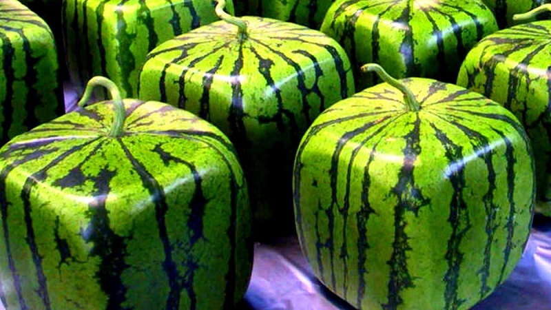 Are there square watermelons and how can you grow such an unusual crop yourself?