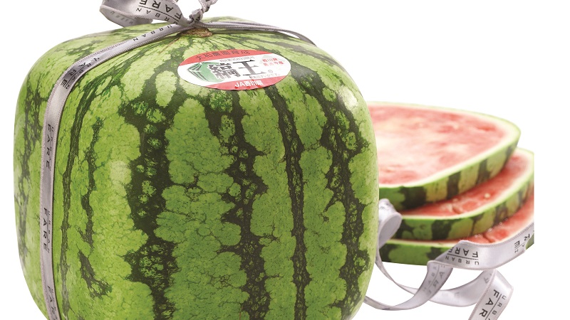 Are there square watermelons and how can you grow such an unusual crop yourself?
