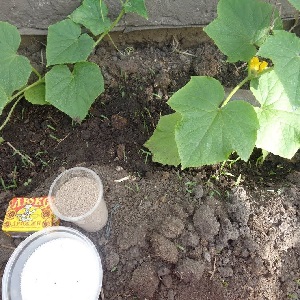 What is useful for feeding cucumbers with yeast and how to apply it correctly