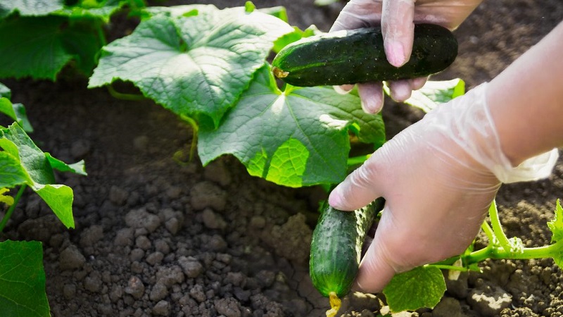 What is useful for feeding cucumbers with yeast and how to apply it correctly