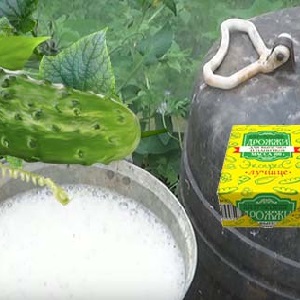What is useful for feeding cucumbers with yeast and how to apply it correctly