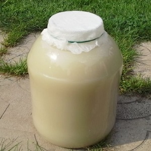What is useful for feeding cucumbers with yeast and how to apply it correctly