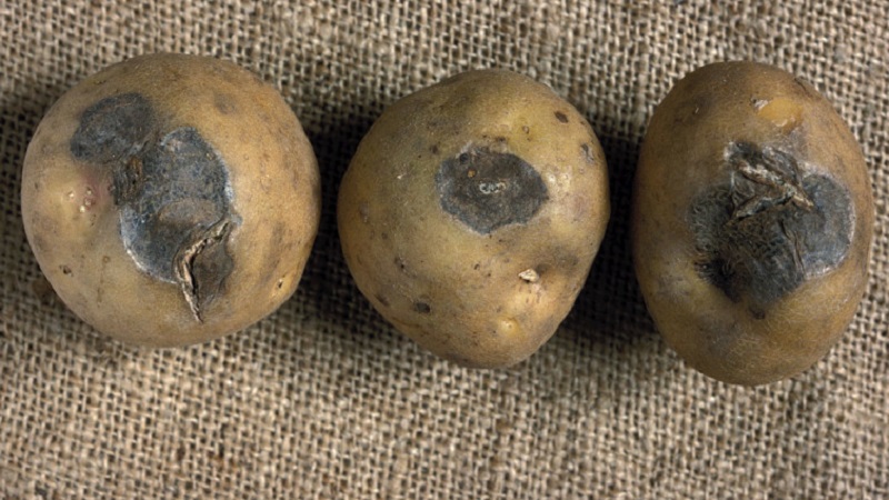 What to do if potatoes rot in the ground and why this happens