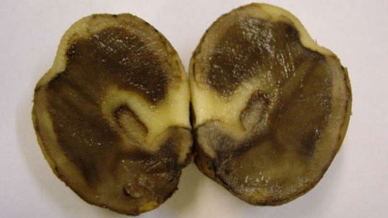 What to do if potatoes rot in the ground and why this happens