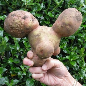 What to do if the potato is ugly and gnarled, and why it happened