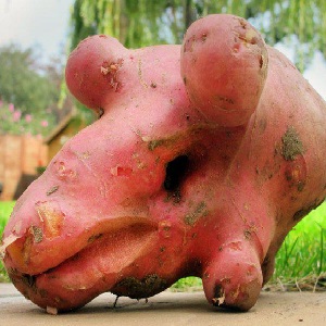 What to do if the potato is ugly and gnarled, and why it happened