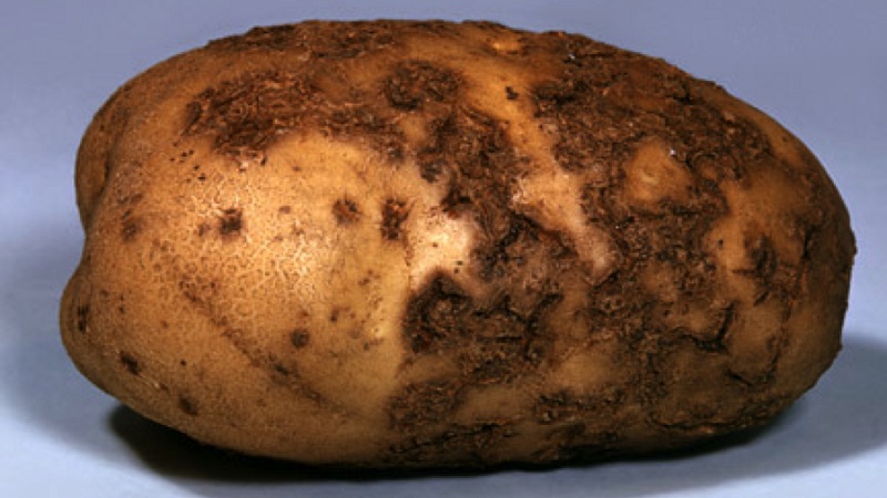What to do if the potato is ugly and gnarled, and why it happened