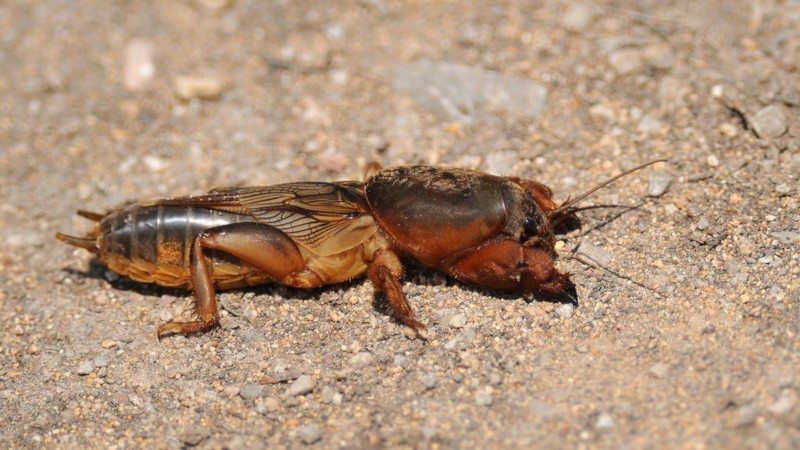 What to do if someone gnaws carrots in the ground and how to deal with them