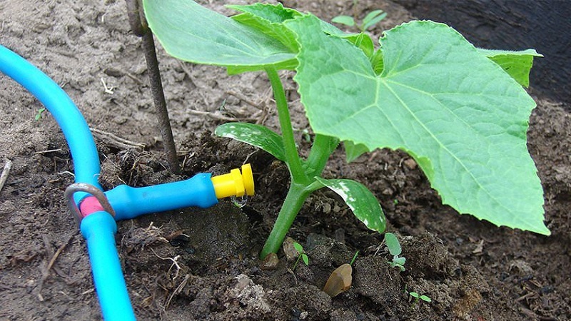 What to do if the leaves of cucumbers in the greenhouse turn yellow and how to prevent it