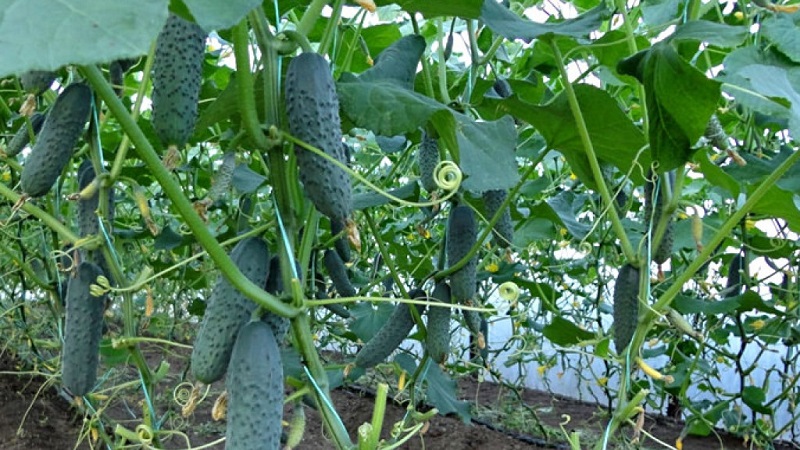 What to do if the leaves of cucumbers in the greenhouse turn yellow and how to prevent it