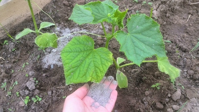 What to do if the leaves of cucumbers in the greenhouse turn yellow and how to prevent it