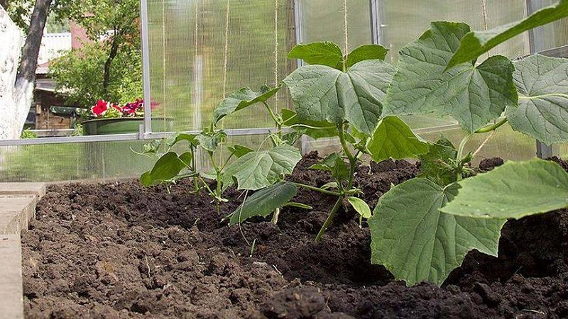 What to do if the leaves of cucumbers in the greenhouse turn yellow and how to prevent it