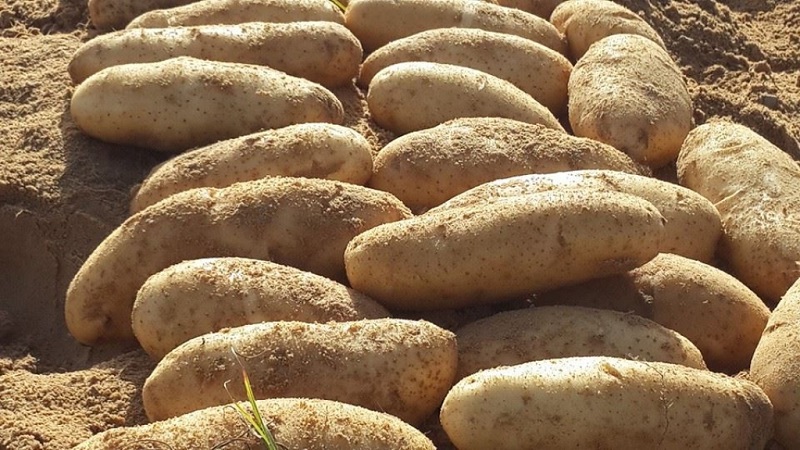 What kind of potato Firewood is this and does it really exist?