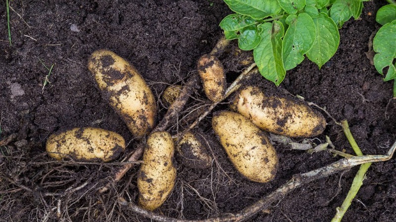 What kind of potato Firewood is this and does it really exist?