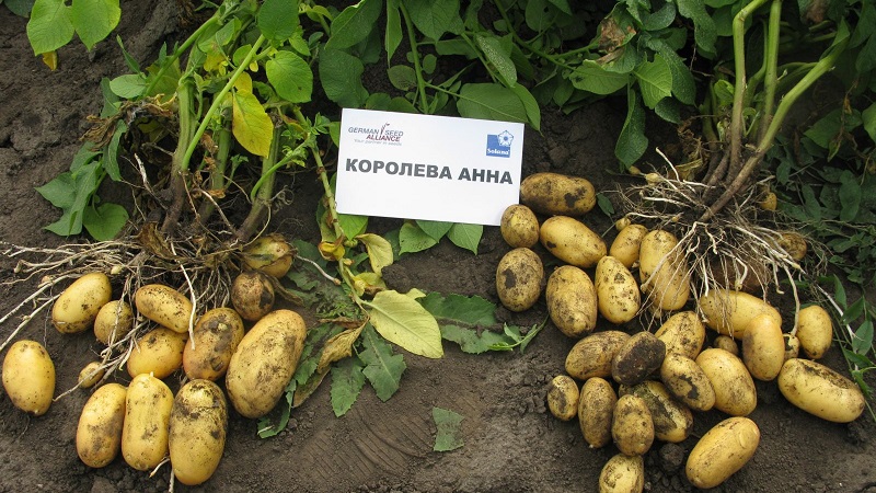 What kind of potato Firewood is this and does it really exist?