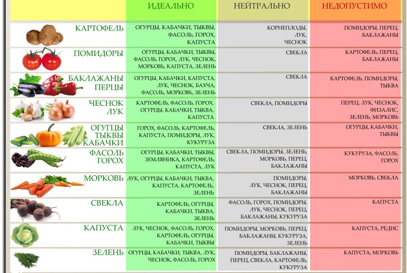 The basics of crop rotation from experienced summer residents: what can be planted after carrots next year
