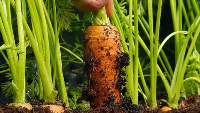 The basics of crop rotation from experienced summer residents: what can be planted after carrots next year