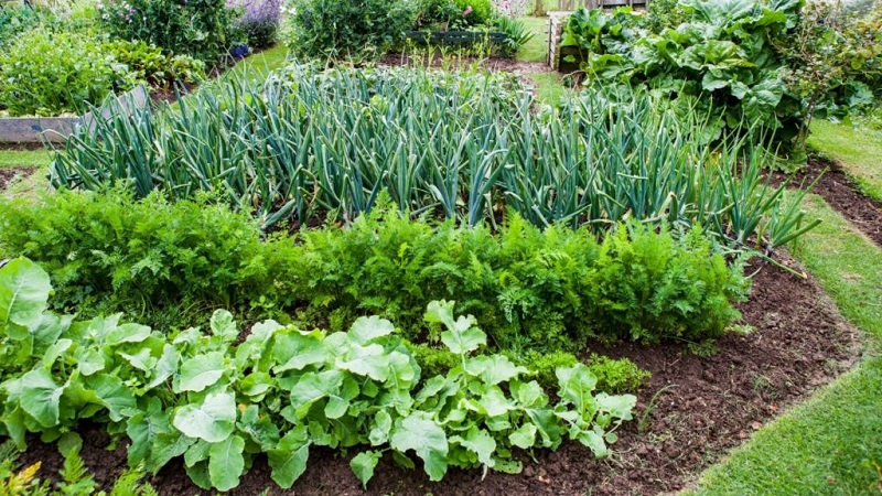 The basics of crop rotation from experienced summer residents: what can be planted after carrots next year