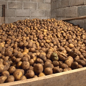 What to do to prevent potatoes from sprouting during storage