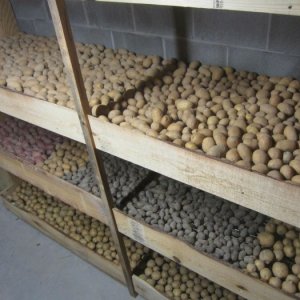 What to do to prevent potatoes from sprouting during storage