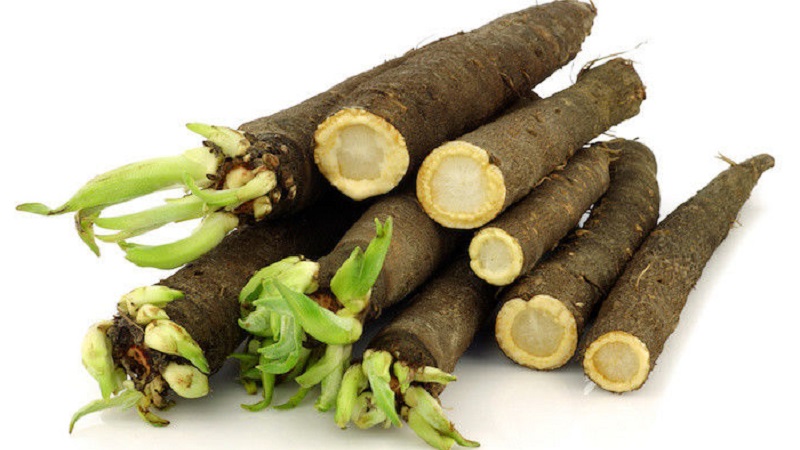 What is black carrot: where does it grow and does it really exist