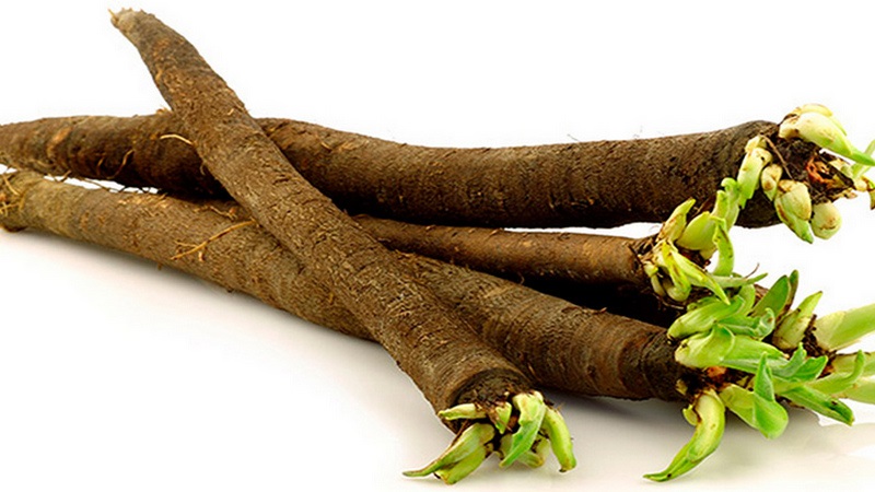 What is black carrot: where does it grow and does it really exist