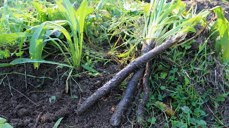 What is black carrot: where does it grow and does it really exist