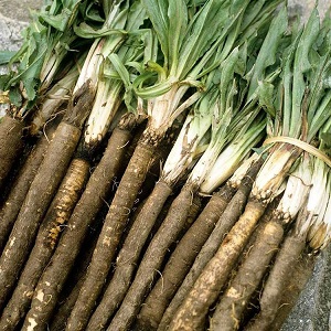 What is black carrot: where does it grow and does it really exist