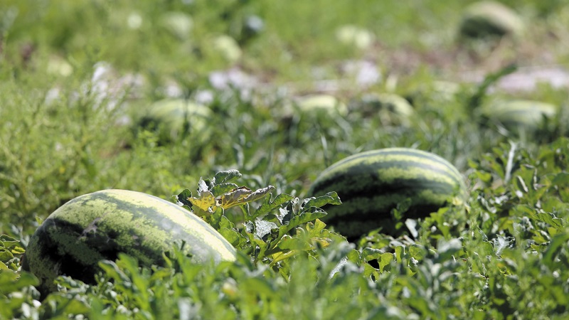 What is a feed watermelon, who is it fed and how does it differ from the usual