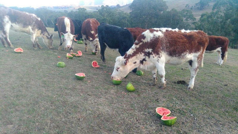 What is a feed watermelon, who is it fed and how does it differ from the usual