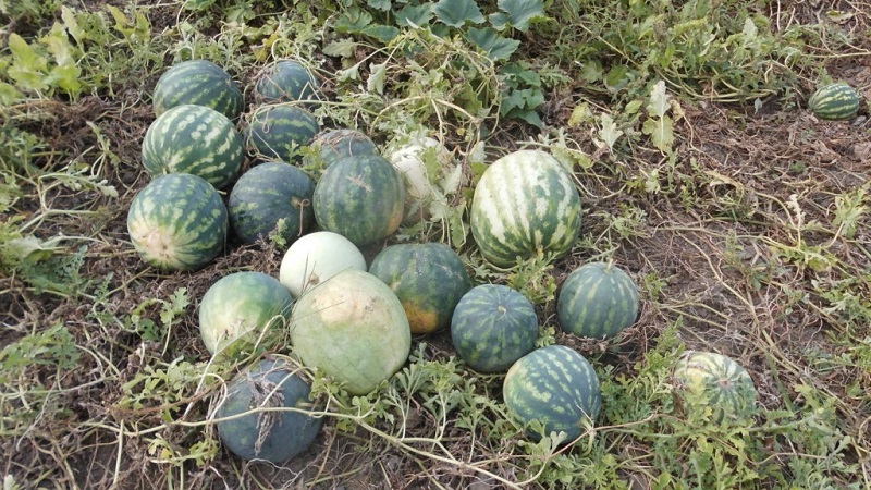 What is a feed watermelon, who is it fed and how does it differ from the usual