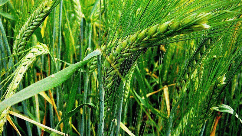 What are the differences between wheat, rye, oats and barley: photo and comparative characteristics