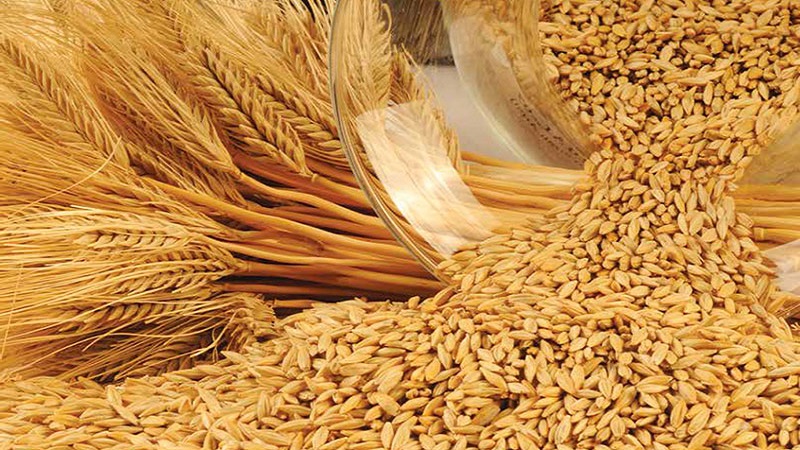 What kind of plant is barley: description and characteristics