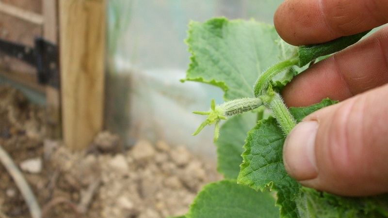 Why do you need to pinch cucumbers and how to do it right