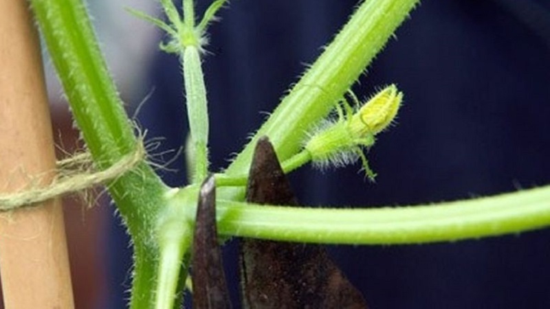 Why do you need to pinch cucumbers and how to do it right