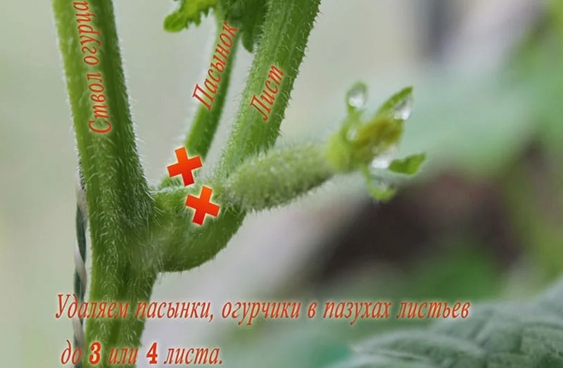 Why do you need to pinch cucumbers and how to do it right