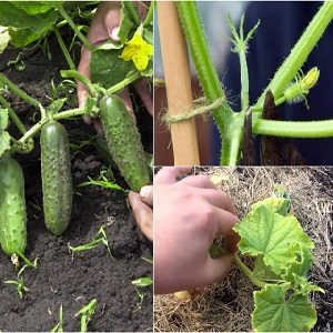 Why do you need to pinch cucumbers and how to do it right