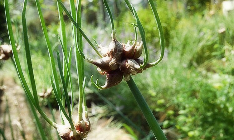 Features of planting and caring for bunk and multi-tiered bow