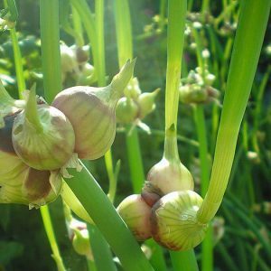 Features of planting and caring for bunk and multi-tiered bow