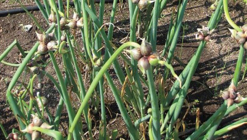 Features of planting and caring for bunk and multi-tiered bow