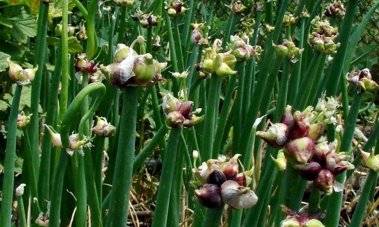 Features of planting and caring for bunk and multi-tiered bow