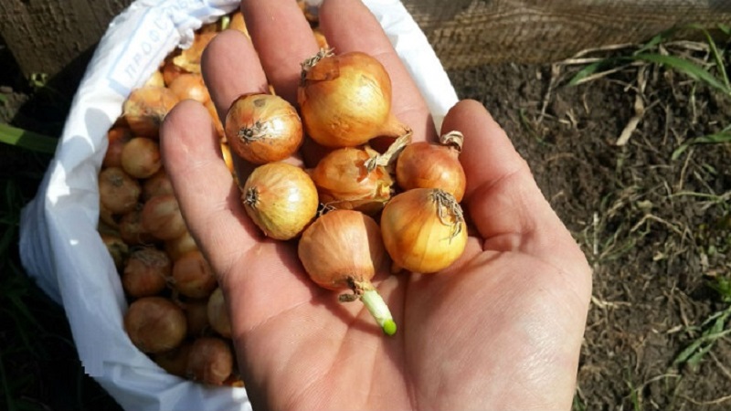 How to be and what to do if winter onions have sprung up in the fall